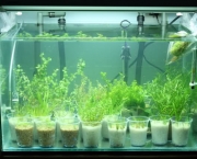 como-cuidar-de-plantas-aquaticas-em-aquarios (7)
