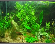 como-cuidar-de-plantas-aquaticas-em-aquarios (9)