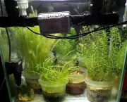 como-cuidar-de-plantas-aquaticas-em-aquarios (16)