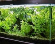 como-cuidar-de-plantas-aquaticas-em-aquarios (17)