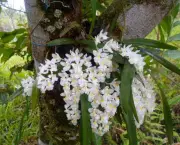 Como Cultivar Orquídeas do Mato (3)