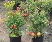 como-cultivar-roma-em-vaso (2)