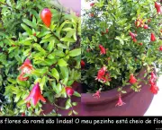 como-cultivar-roma-em-vaso (11)