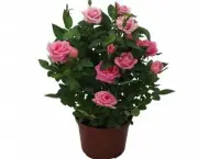 Como Cultivar Rosas Em Vasos (6)