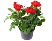 Como Cultivar Rosas Em Vasos (11)