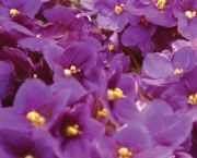 Como Cultivar Violetas (1)
