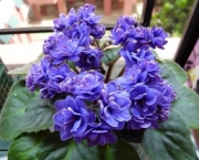 Como Cultivar Violetas (3)