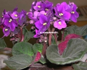 Como Cultivar Violetas (4)