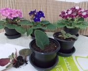 Como Cultivar Violetas (5)