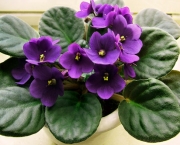 Como Cultivar Violetas (7)