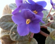 Como Cultivar Violetas (11)