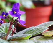 Como Cultivar Violetas (12)