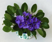 Como Cultivar Violetas (13)