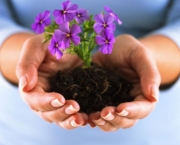 Como Cultivar Violetas (14)