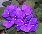Como Cultivar Violetas (17)