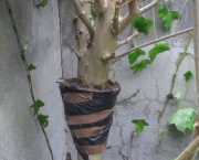 Alporque efectuado num Ficus em 27 Mar 2010