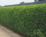 Como Fazer Um Muro Vegetado (8)
