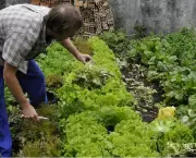 Como Fazer uma Horta no Quintal (1)