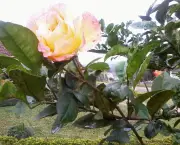 como-fotografar-flores (10)