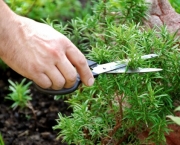 como-organizar-um-jardim-de-ervas (8)