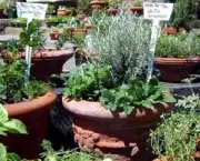 como-organizar-um-jardim-de-ervas (10)