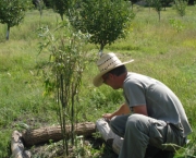 Como Plantar Bambu (1)