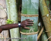 Como Plantar Bambu (4)
