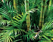 Como Plantar Bambu (5)