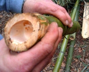 Como Plantar Bambu (6)