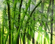 Como Plantar Bambu (7)