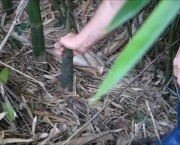 Como Plantar Bambu (10)