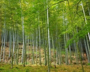 Como Plantar Bambu (11)