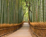 Como Plantar Bambu (12)
