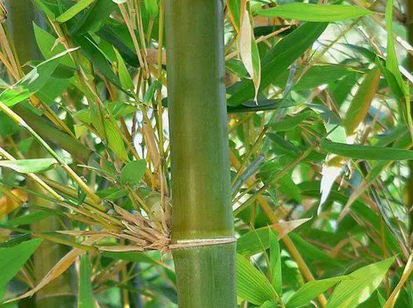 Resultado de imagem para Imagens de plantaÃ§Ã£o de Bambus
