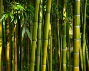 Como Plantar Bambu | Flores - Cultura Mix