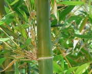 Como Plantar Bambu (18)