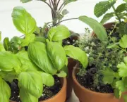 Como Plantar Ervas em Casa (1)