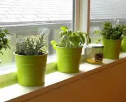 Como Plantar Ervas em Casa (3)