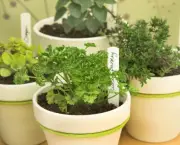 Como Plantar Ervas em Casa (4)