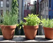 Como Plantar Ervas em Casa (5)