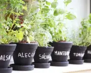 Como Plantar Ervas em Casa (7)
