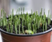 Como Plantar Ervas em Casa (9)