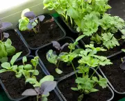 Como Plantar Ervas em Casa (11)