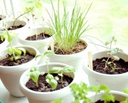 Como Plantar Ervas em Casa (15)