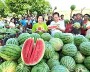 Organic farming adds value to crops in Isabela town