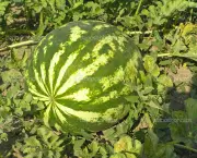 Watermelon on the plantation