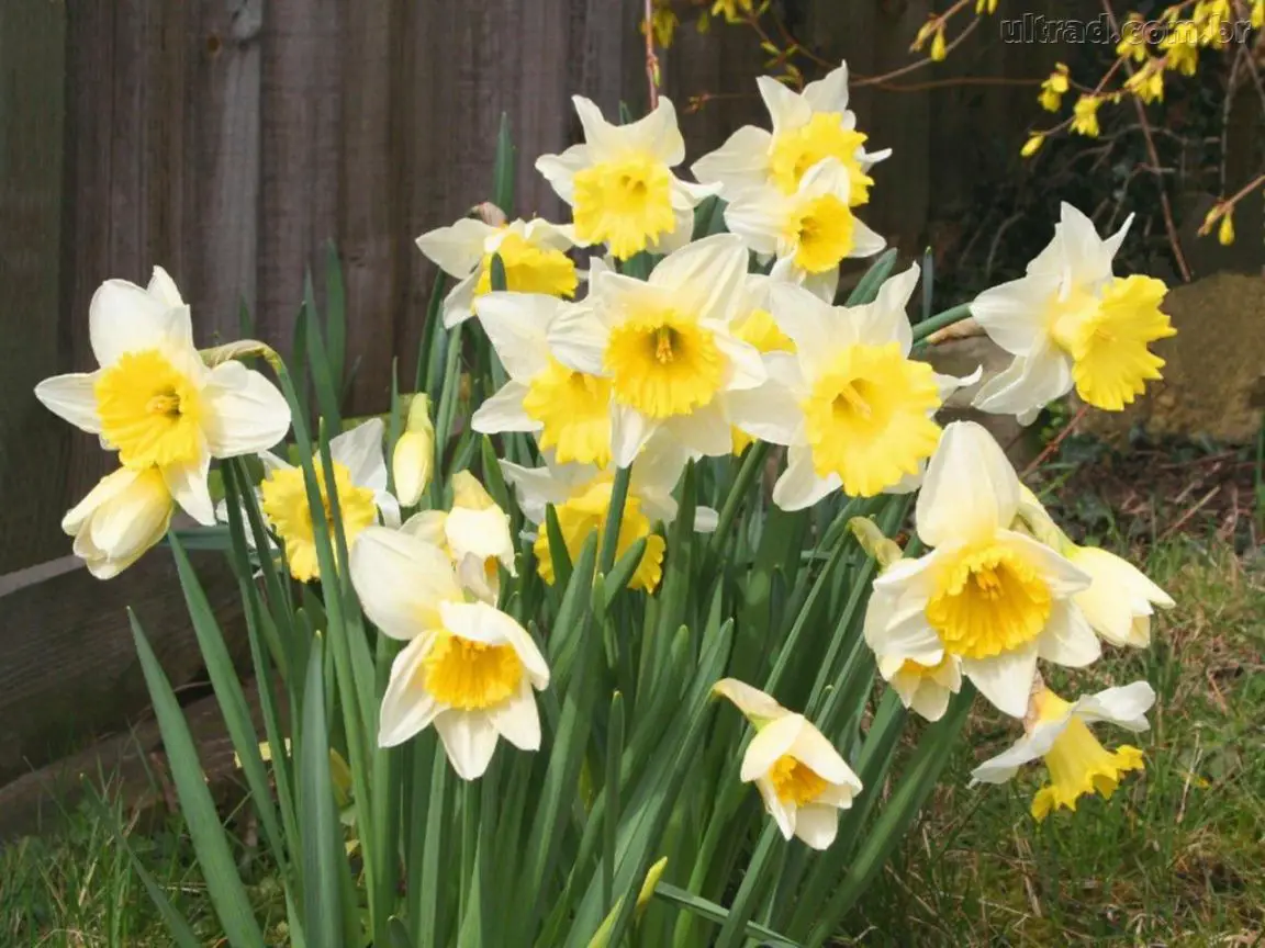Como Plantar Narcisos | Flores - Cultura Mix