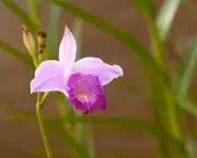 Como Regar Orquídeas (4)