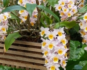 Como Regar Orquídeas (11)