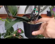 Como Regar Orquídeas (12)